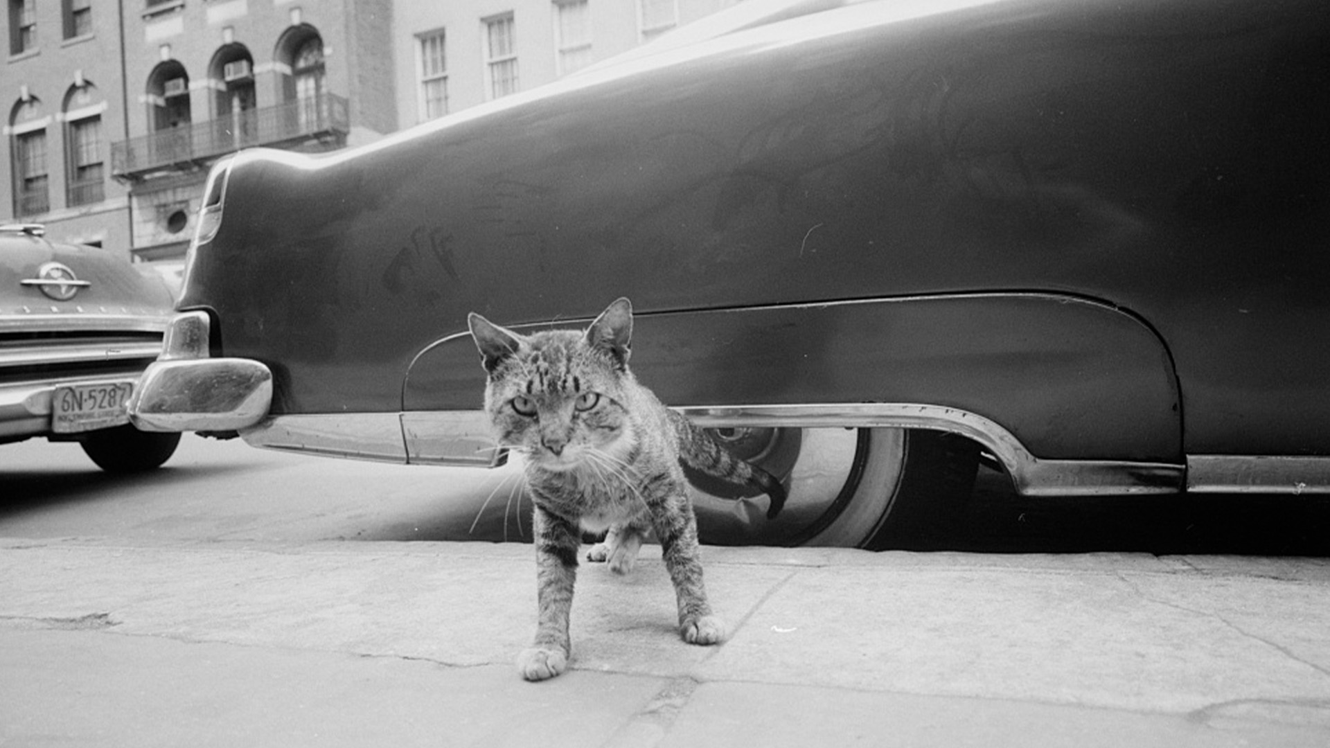 Cat New York City