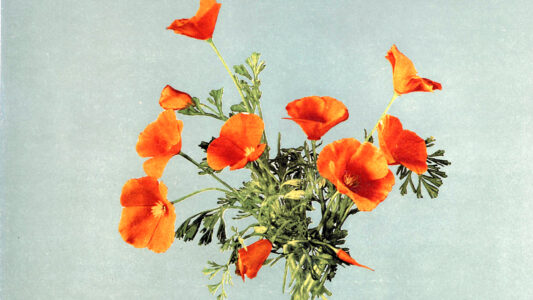 DETROIT PUBLISHING 1900s, Flower Sketch DETROIT PUBLISHING 1900s