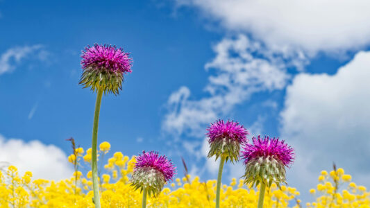 Iuliu Illes Flowers Iuliu Illes Flowers