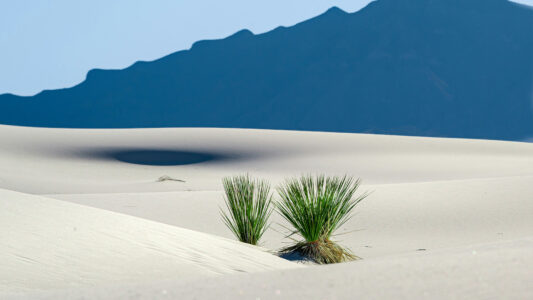 Joseph Corl Desert Joseph Corl Desert